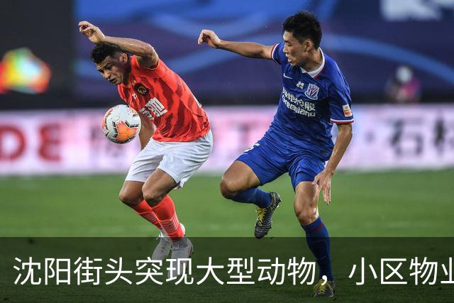 沈阳街头突现大型动物，小区物业：疑似野猪，应该还路过了很多小区，多方正寻找处置